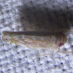 Paralimnus phragmitis